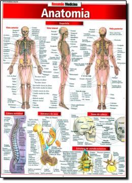 Imagem de RESUMAO - ANATOMIA