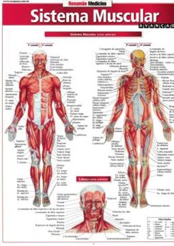 Imagem de RESUMAO - SISTEMA MUSCULAR AVANCADO